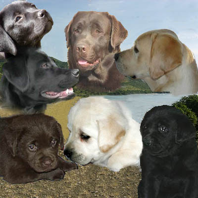 chiens labrador chocolat, jaune, noir
