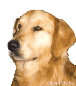 chien golden retriever