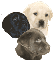 Labrador