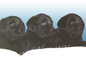 Chiots de Shanna et Diamond